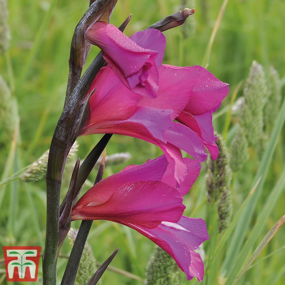 Gladiolus communis subsp. byzantinus Price Comparisons | Compare The Build