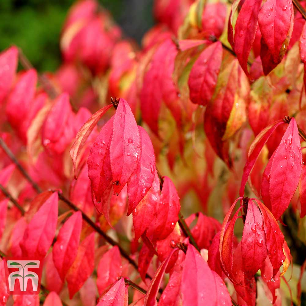 Euonymus alatus 'Compactus' Price Comparisons | Compare The Build