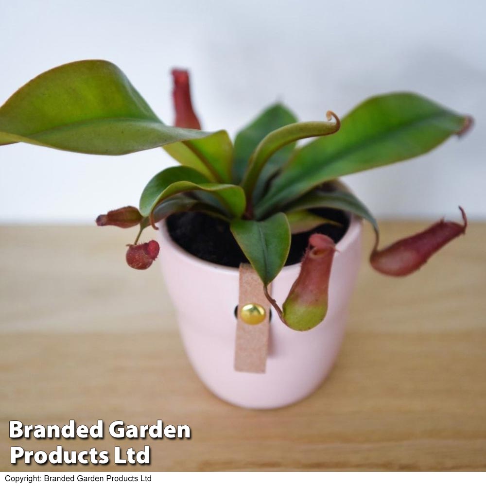 Nepenthes hybrider Blood Red 9cm Pot x 1 Price Comparisons | Compare The Build