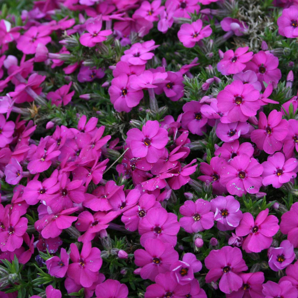 Phlox douglasii 'Red Admiral' Price Comparisons | Compare The Build