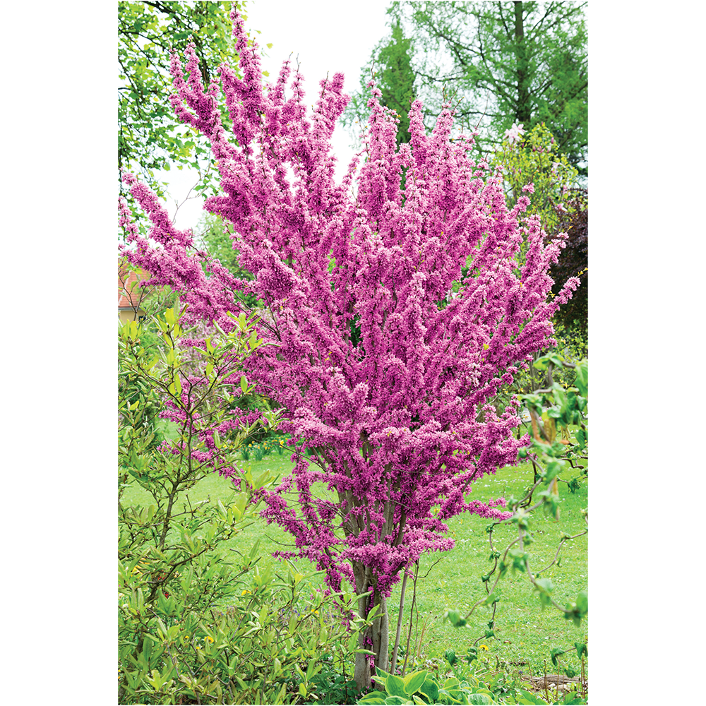 Cercis chinensis 'Avondale' Price Comparisons | Compare The Build