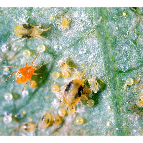 Spider Mite Killer Price Comparisons | Compare The Build