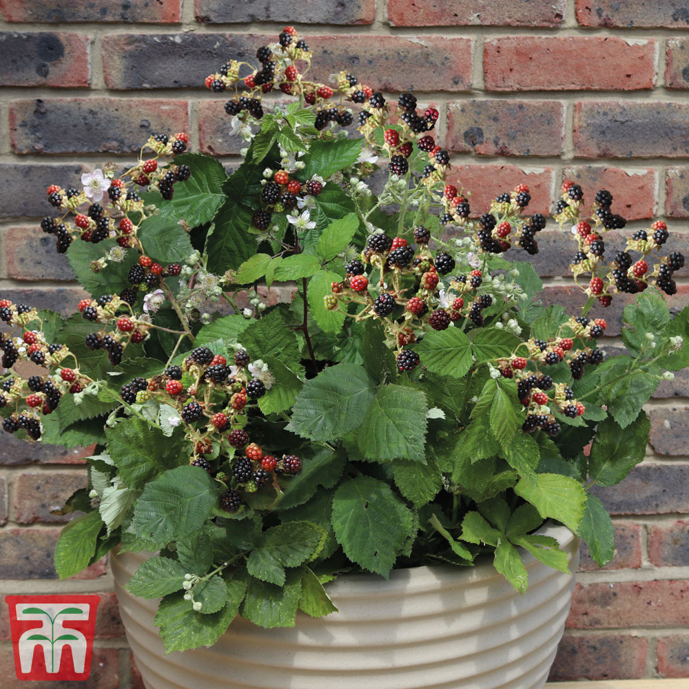 Blackberry 'Coolaris Patio Black' (Patio fruit) Price Comparisons | Compare The Build