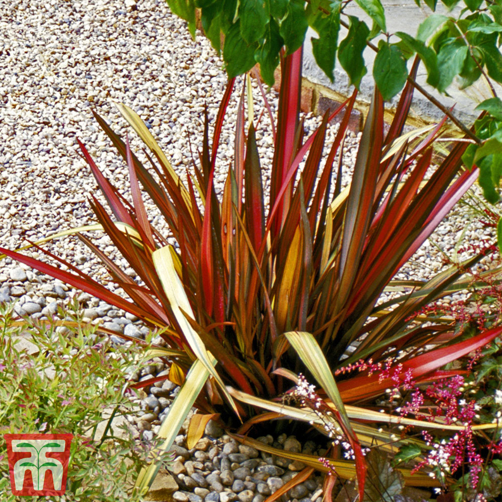 Phormium 'Rainbow Queen' Price Comparisons | Compare The Build