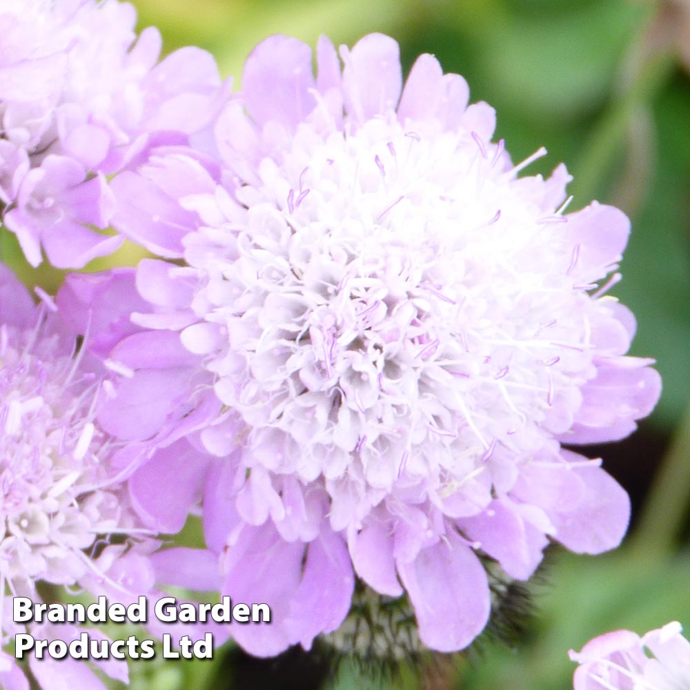 Scabiosa columbaria 'Pincushion Pink' Price Comparisons | Compare The Build