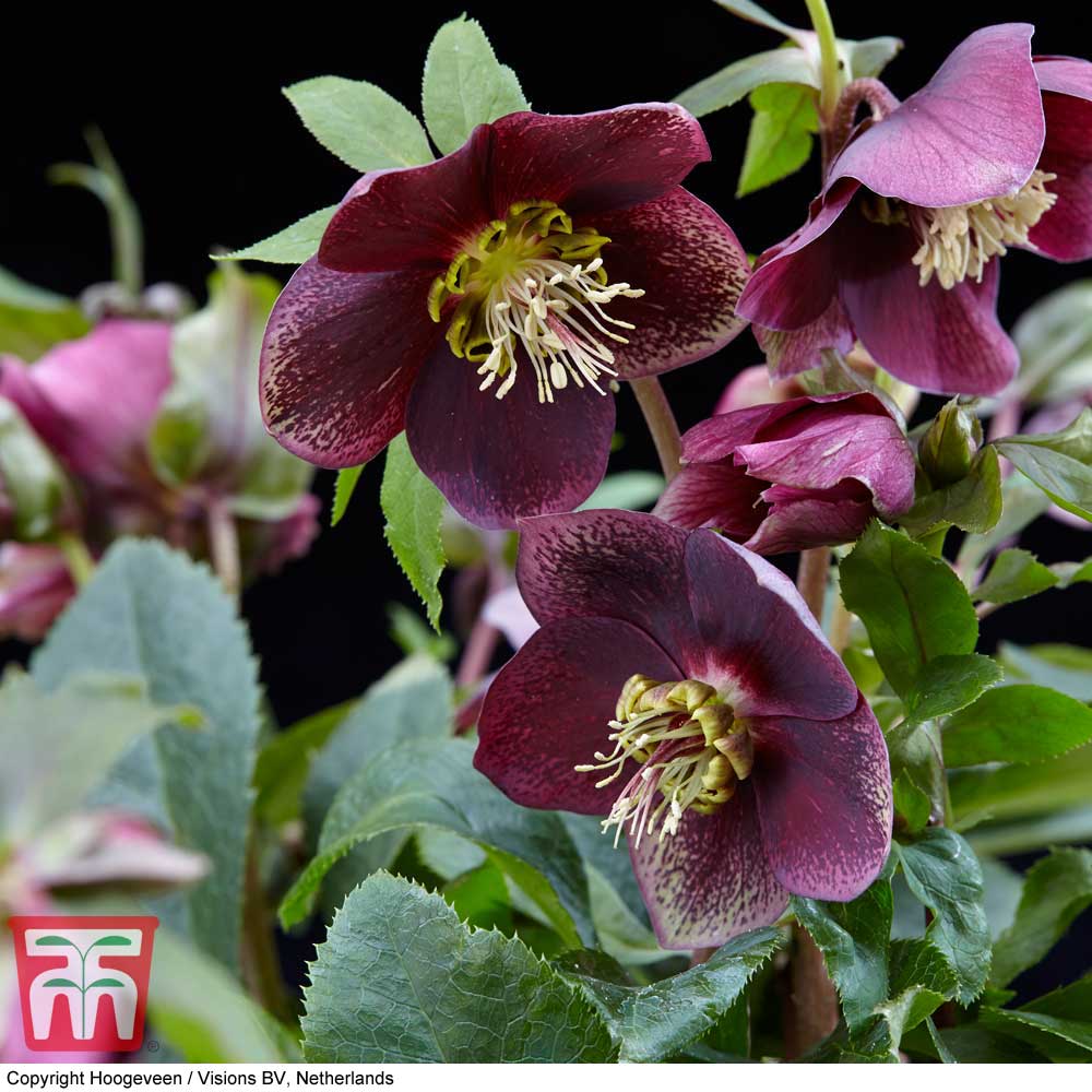 Hellebore 'Hello Ruby' | Compare The Build