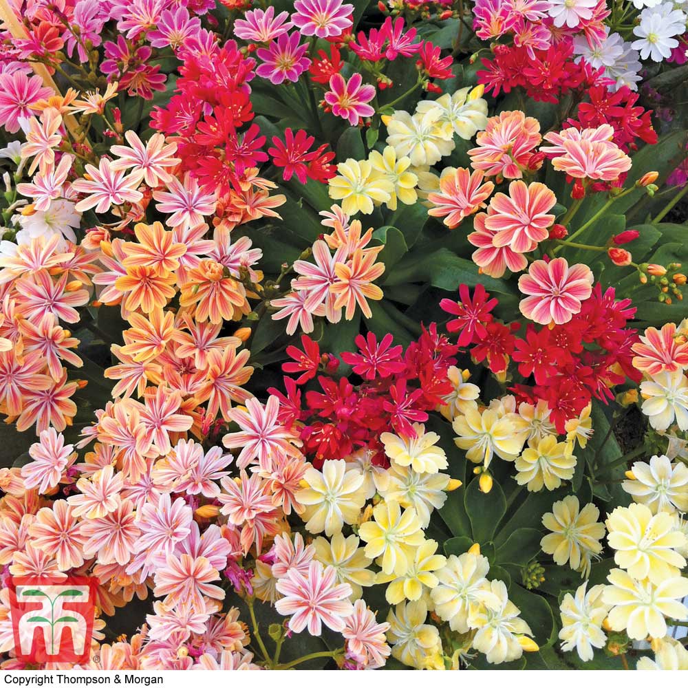 Lewisia cotyledon 'Elise Mixed' Price Comparisons | Compare The Build