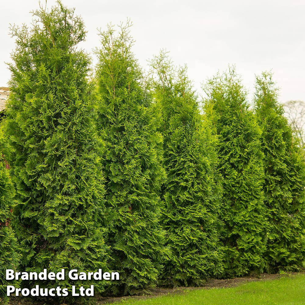Thuja occidentalis 'King Of Brabant' Price Comparisons | Compare The Build