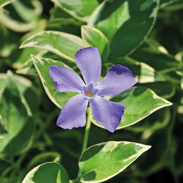Vinca minor 'Ralph Shugert' Price Comparisons | Compare The Build