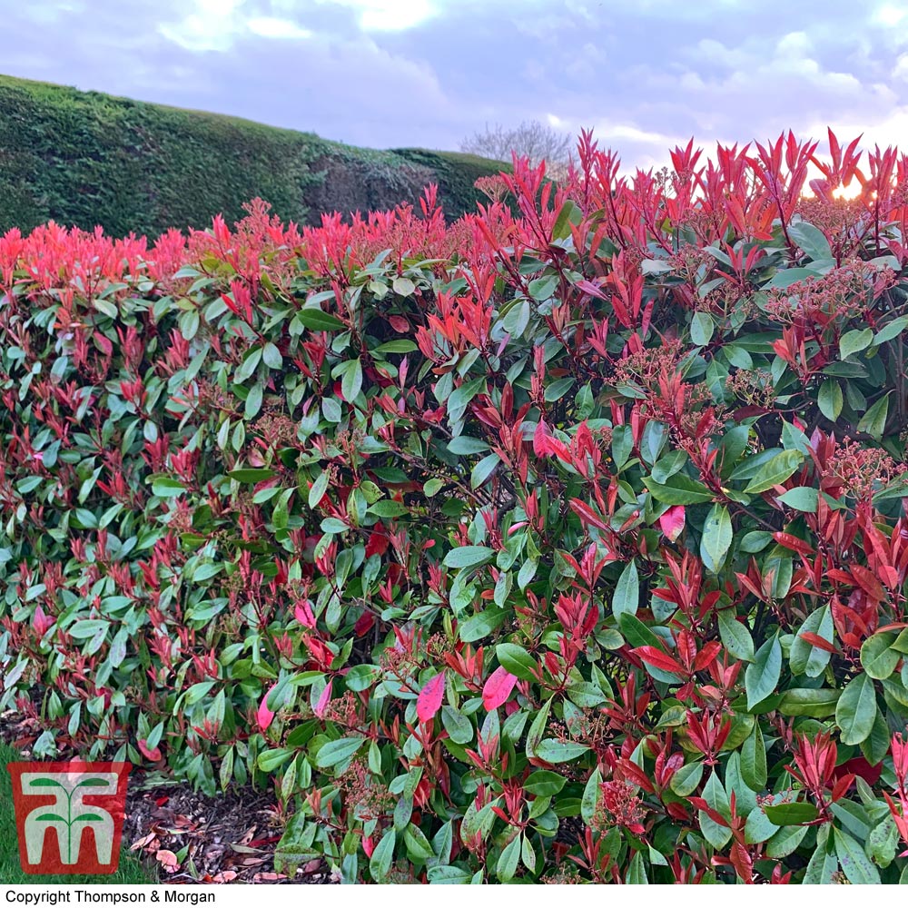 Photinia x fraseri 'Red Robin' Price Comparisons | Compare The Build