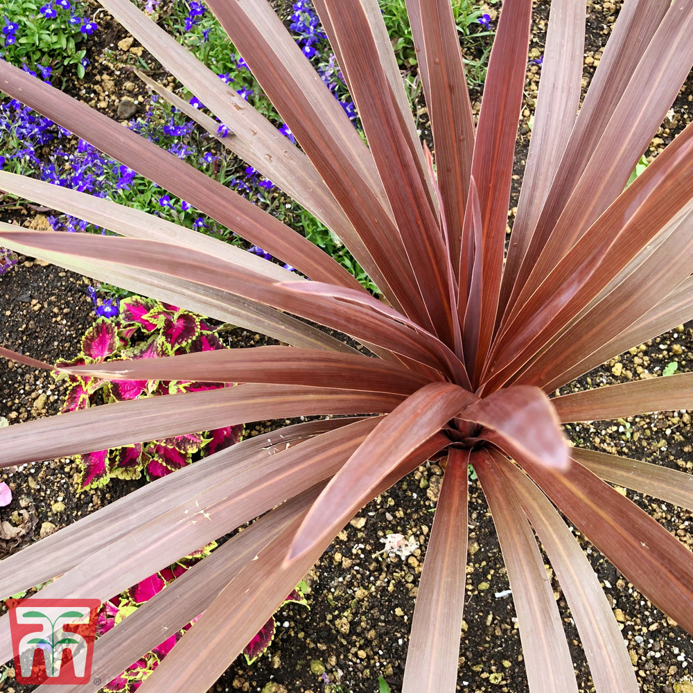 Phormium 'Bronze Baby' Price Comparisons | Compare The Build