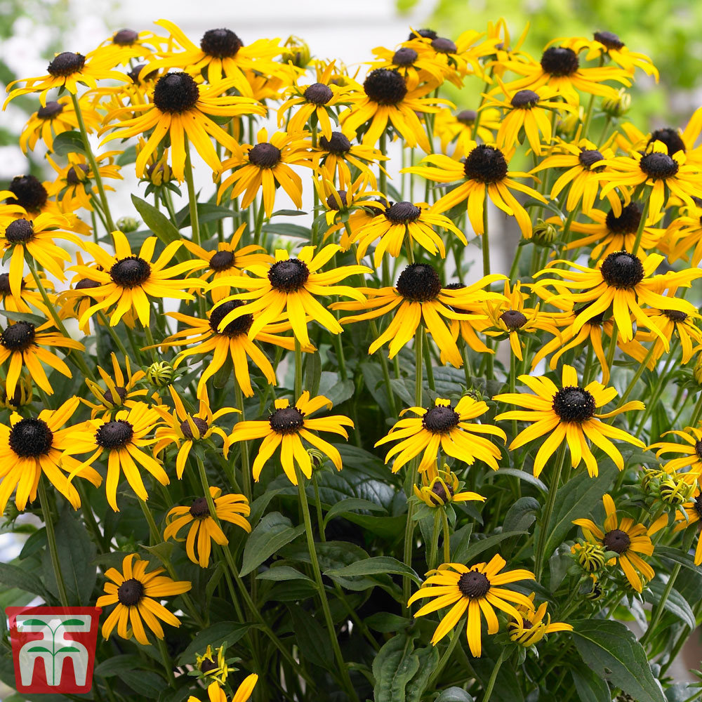 Rudbeckia fulgida 'Little Goldstar' Price Comparisons | Compare The Build