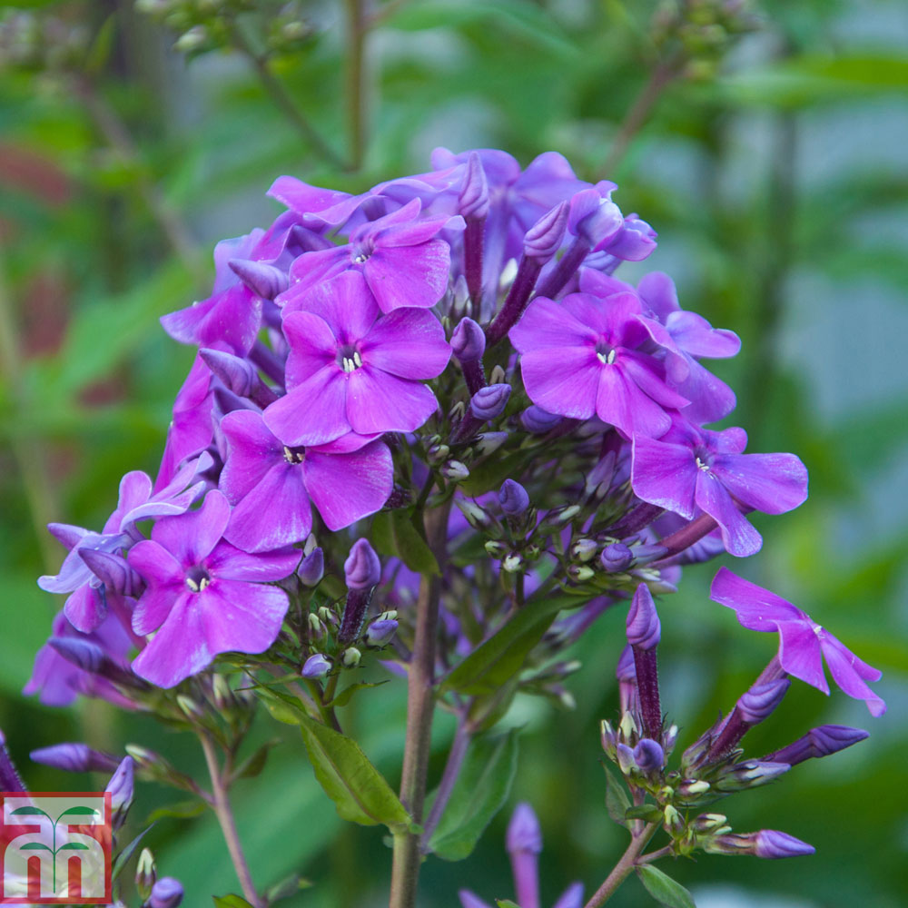 Phlox paniculata 'Blue Boy' Price Comparisons | Compare The Build