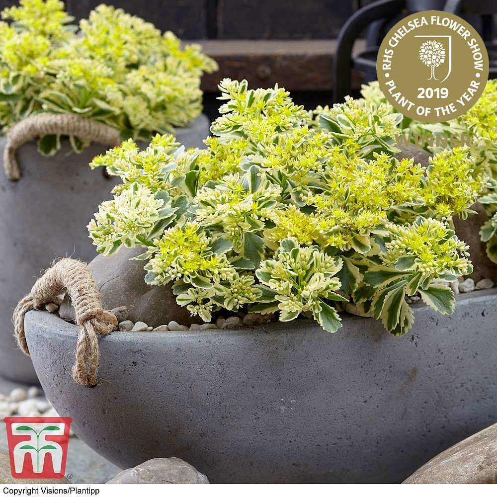 Sedum takesimense 'Atlantis' Price Comparisons | Compare The Build