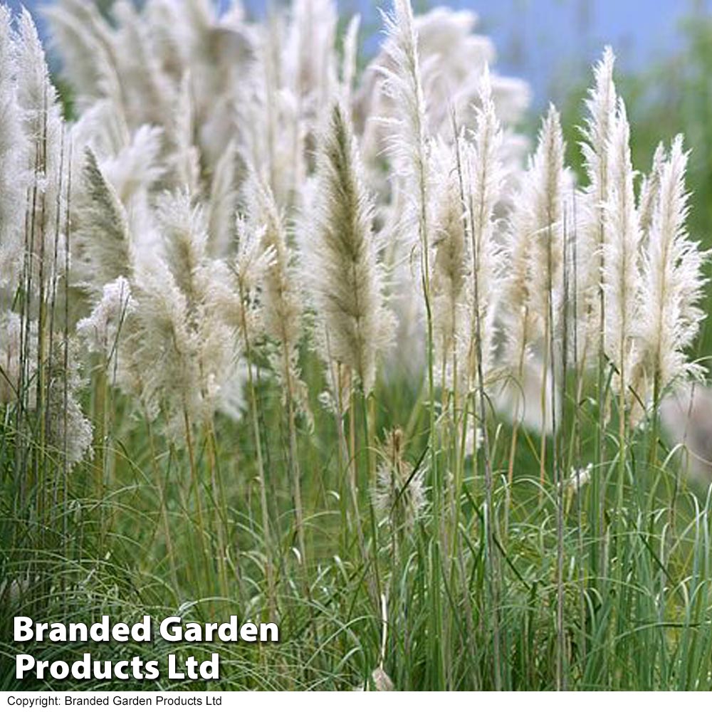 Cortaderia selloana 'Pumila' Price Comparisons | Compare The Build