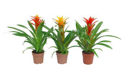 Guzmania Assorted Price Comparisons | Compare The Build