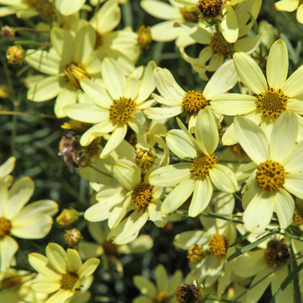 Coreopsis verticillata 'Moonbeam' Price Comparisons | Compare The Build