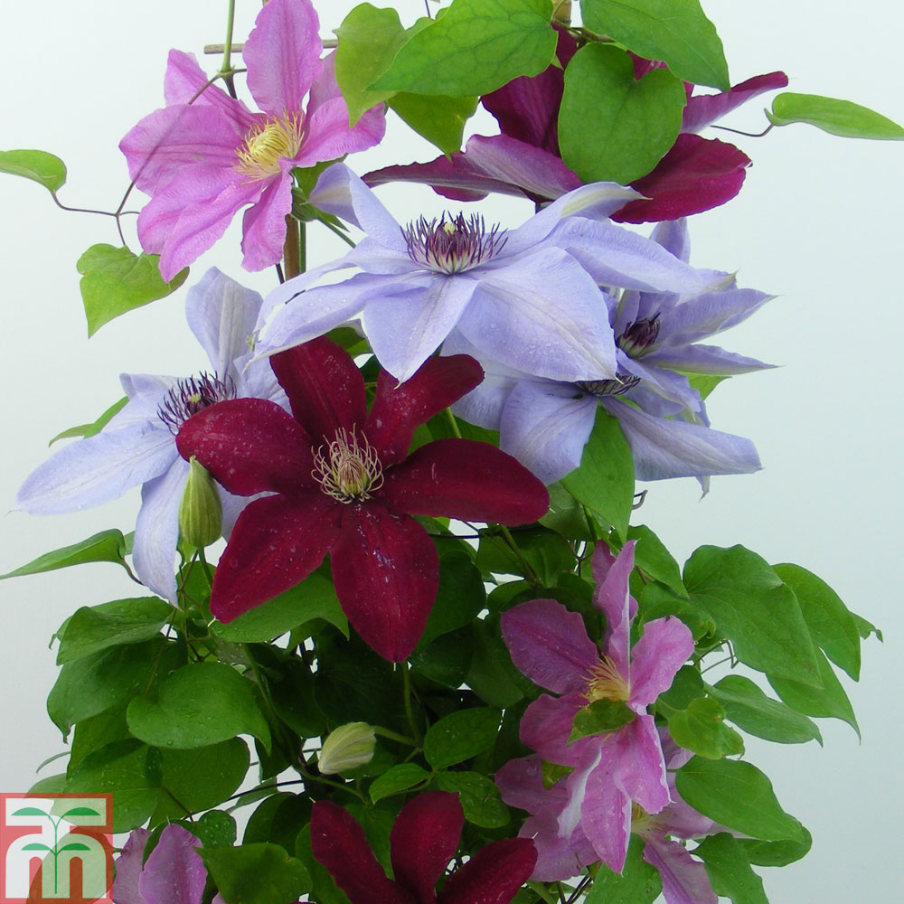 Clematis Trio Rebecca, Ooh La La, Bernadine Price Comparisons | Compare The Build