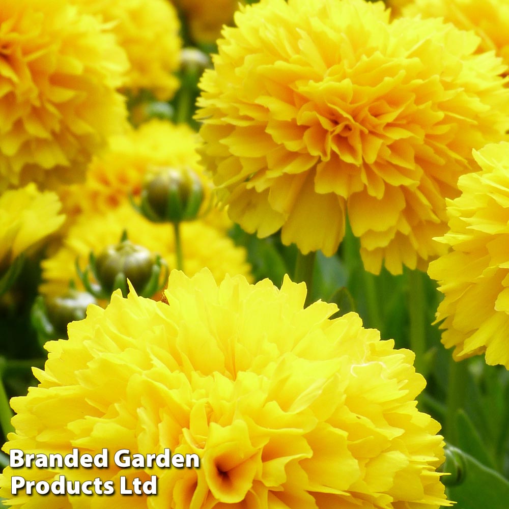 Coreopsis Golden Sphere Price Comparisons | Compare The Build