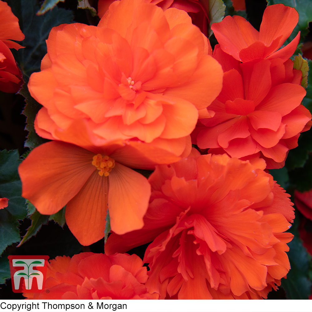 Begonia 'Nonstop Mocca Bright Orange' Price Comparisons | Compare The Build