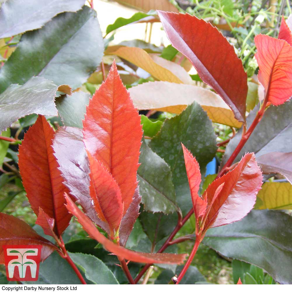 Photinia x fraseri 'Scarlet Blaze' Price Comparisons | Compare The Build