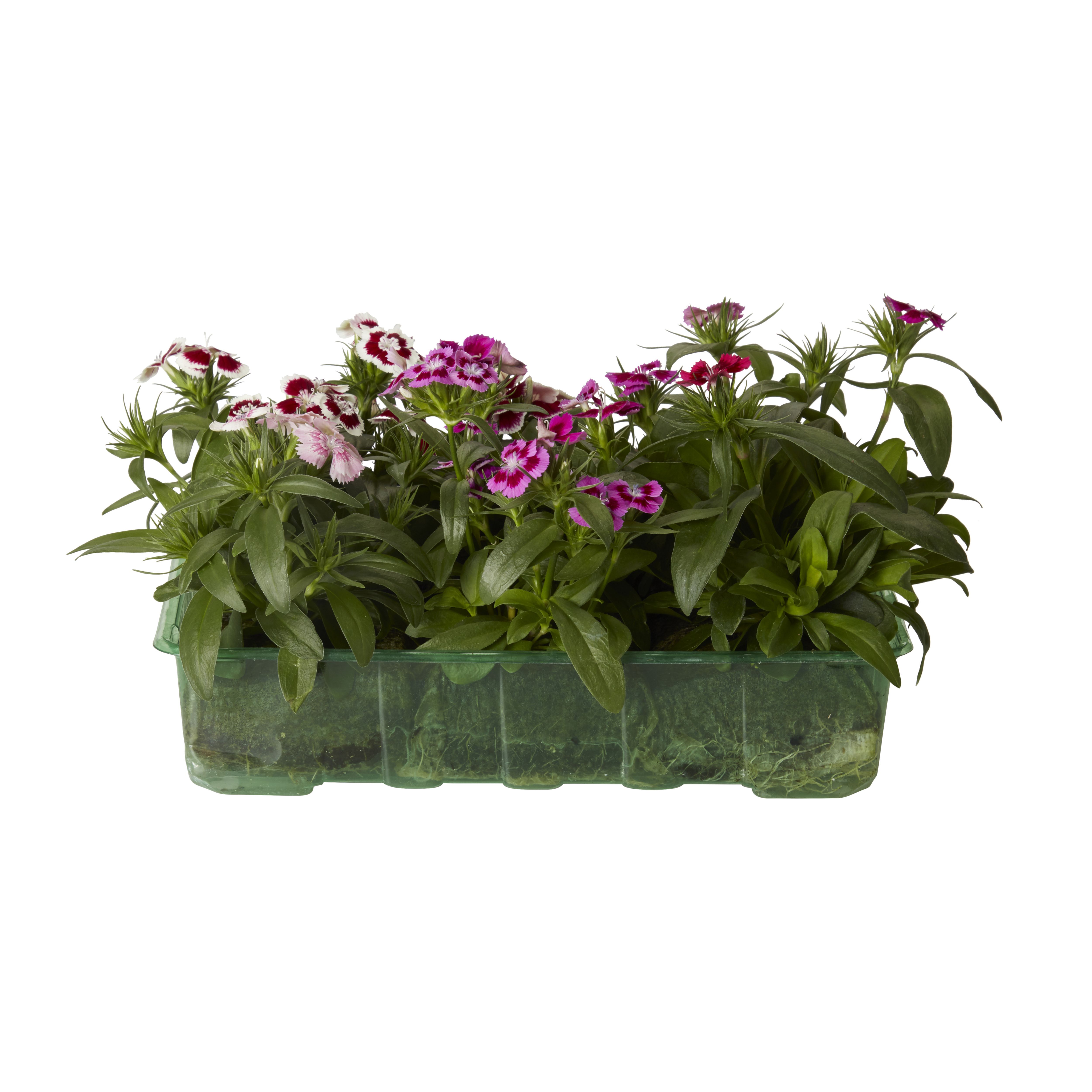 Verve Seed Dianthus Assorted All Year Round Bedding Plant, Pack Of 6 Price Comparisons | Compare The Build