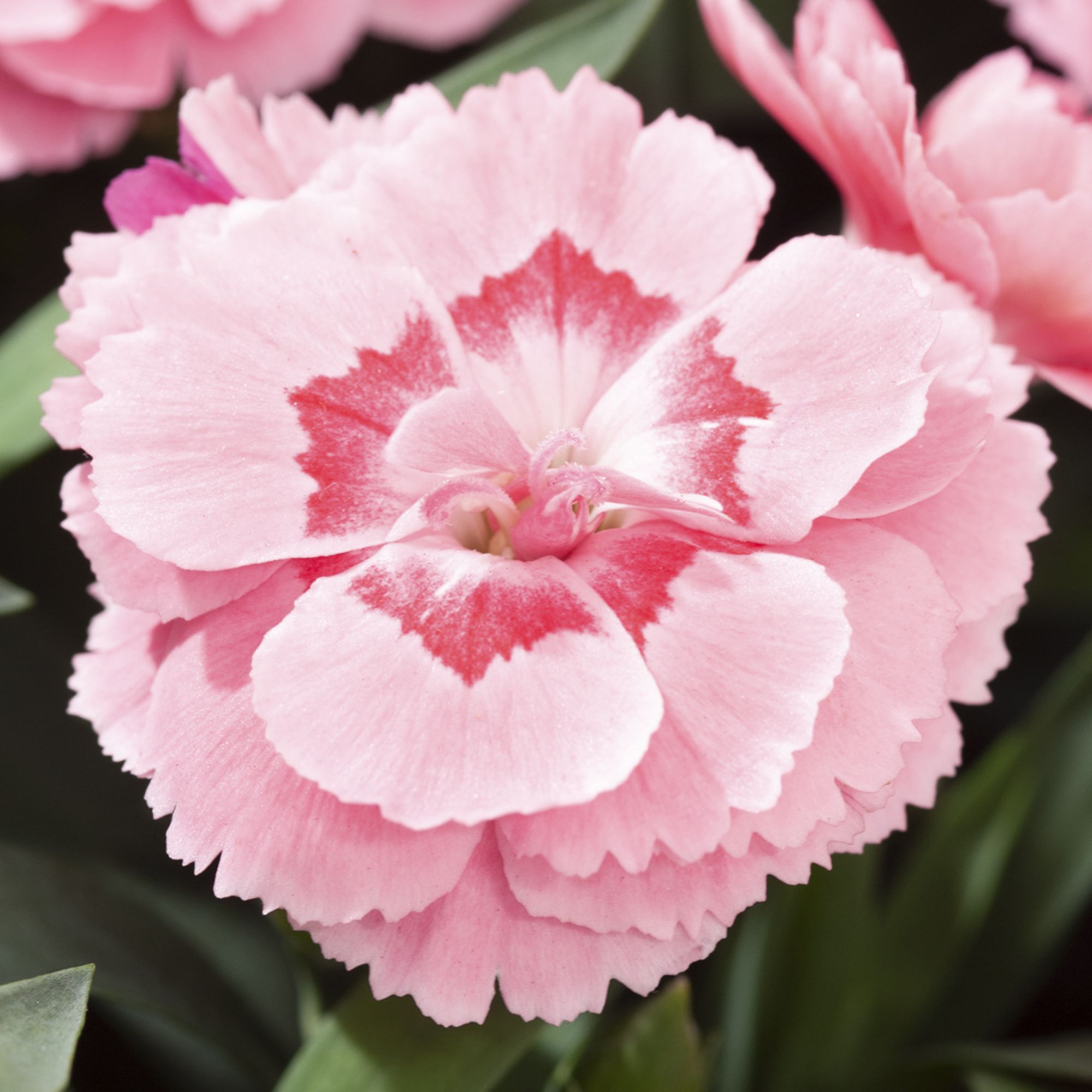 Verve Carnation Oscar Summer Bedding Plant 10.5Cm, Pack Of 6 Price Comparisons | Compare The Build