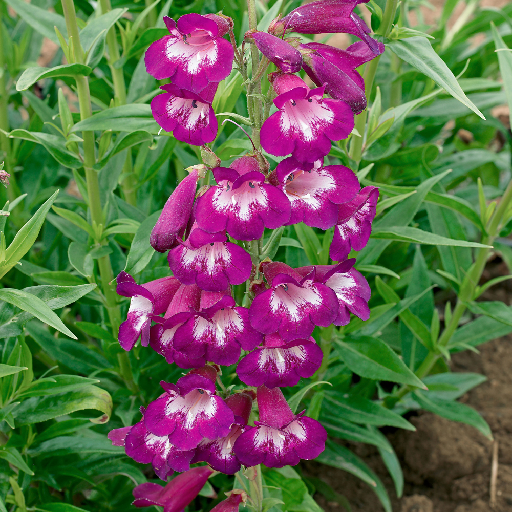 Penstemon 'Pensham Plum Jerkum' Price Comparisons | Compare The Build