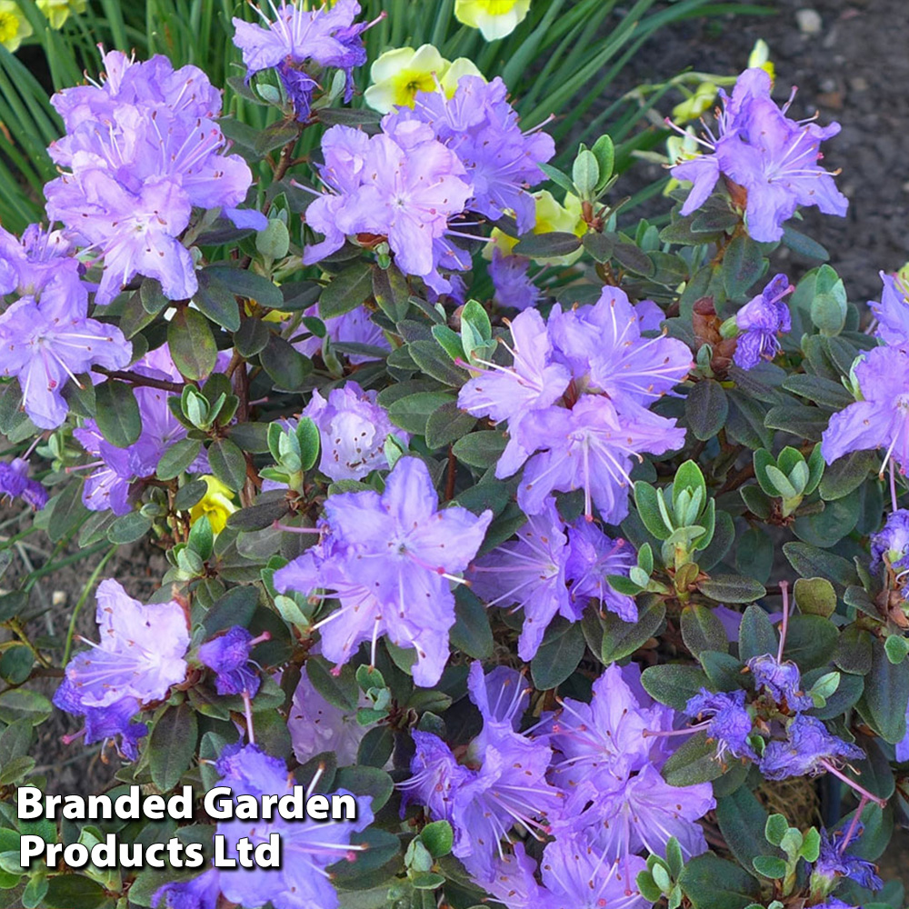 Rhododendron 'Ramapo' Price Comparisons | Compare The Build