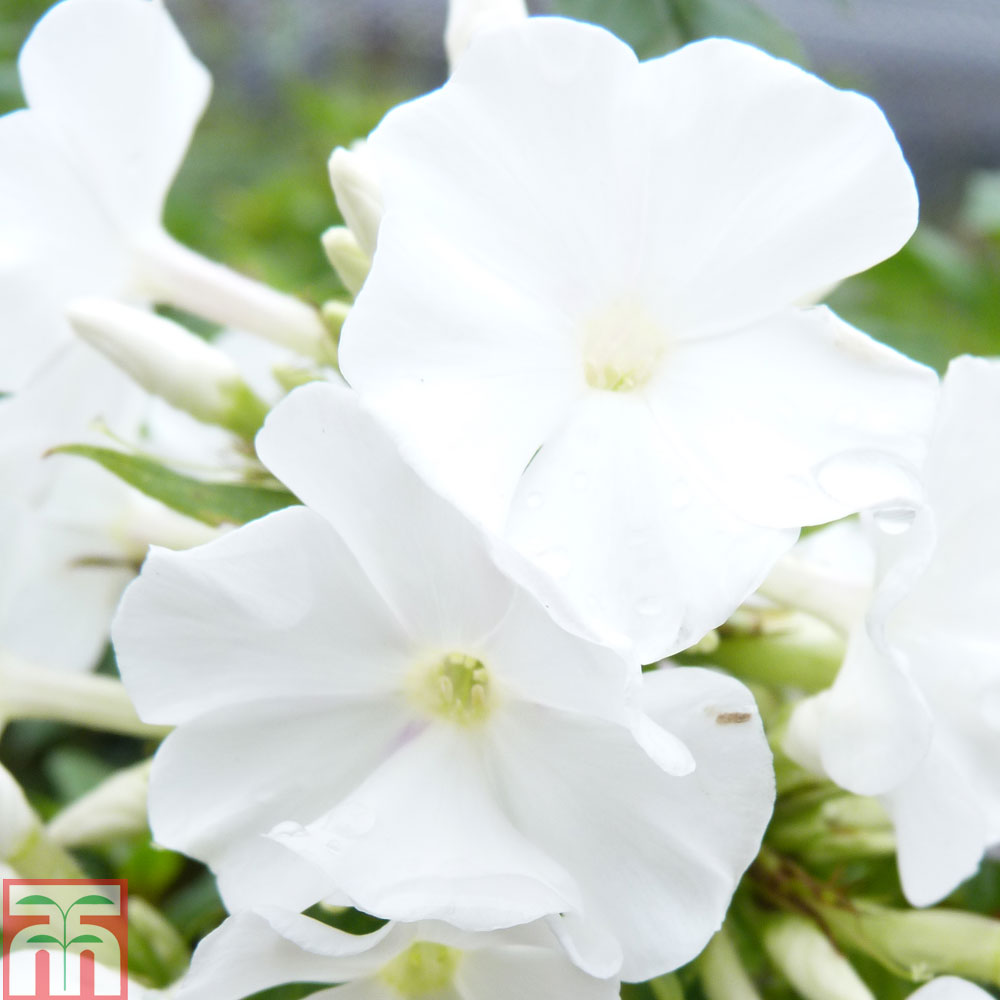 Phlox paniculata 'White Flame' Price Comparisons | Compare The Build