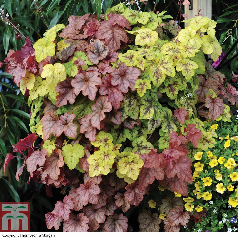 Heucherella 'Trailing Collection' Price Comparisons | Compare The Build