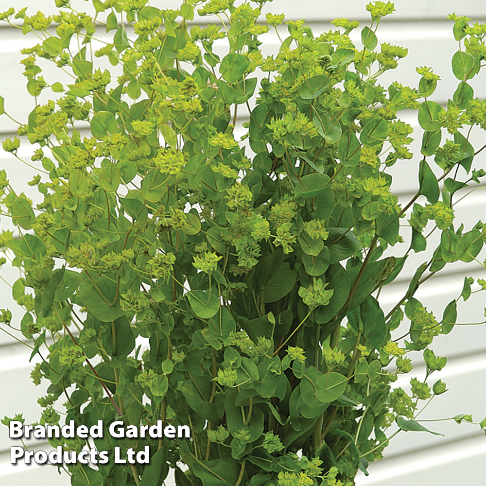 Bupleurum rotundifolium 'Green Gold' - Kew Flowerhouse Collection | Compare The Build