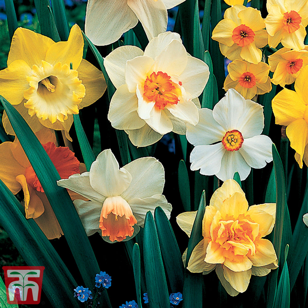 Narcissus 'Sunshine Mix' Price Comparisons | Compare The Build