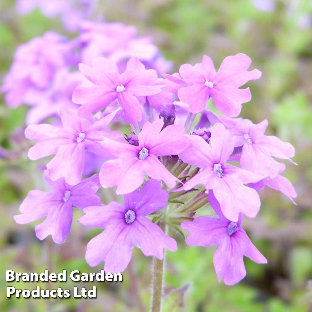 Verbena Homestead Purple | Compare The Build