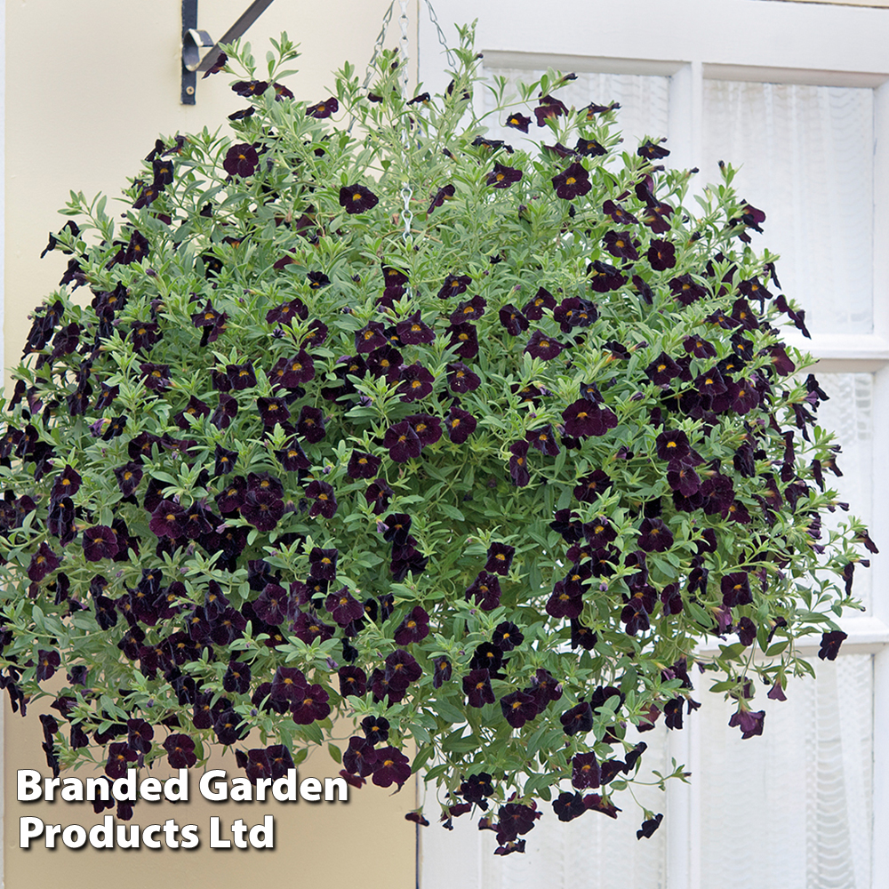 Calibrachoa 'Can-Can Black Cherry' Price Comparisons | Compare The Build