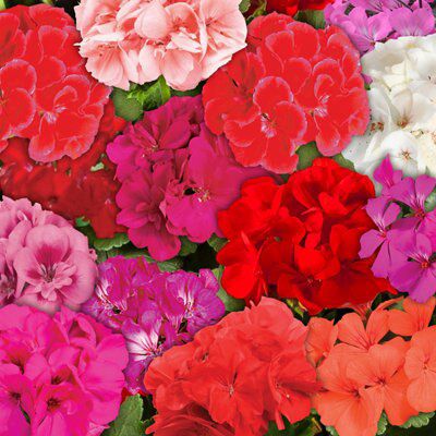 Verve Geranium Assorted Price Comparisons | Compare The Build