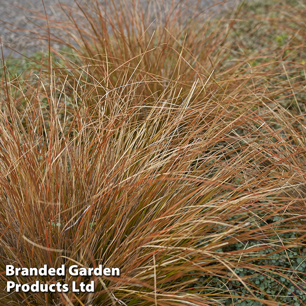 Carex buchanii Price Comparisons | Compare The Build