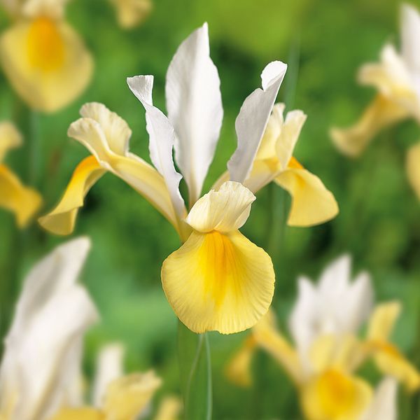 Verve Iris Bulbs Price Comparisons | Compare The Build