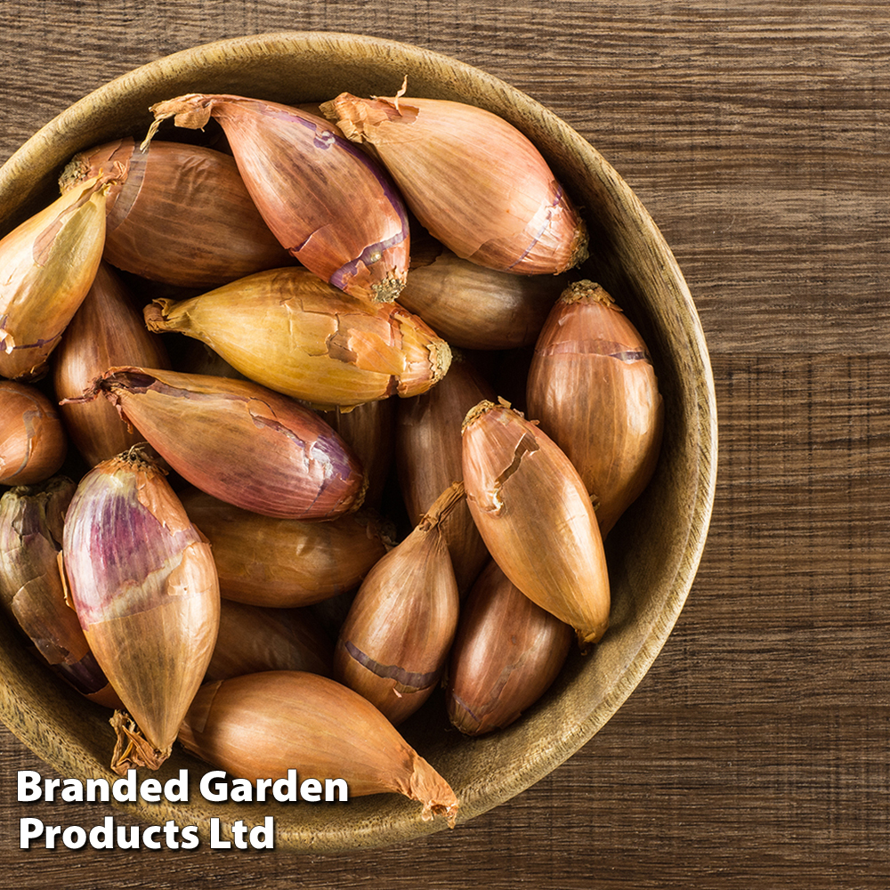 Nurseryman's Choice Shallots (Autumn) Price Comparisons | Compare The Build