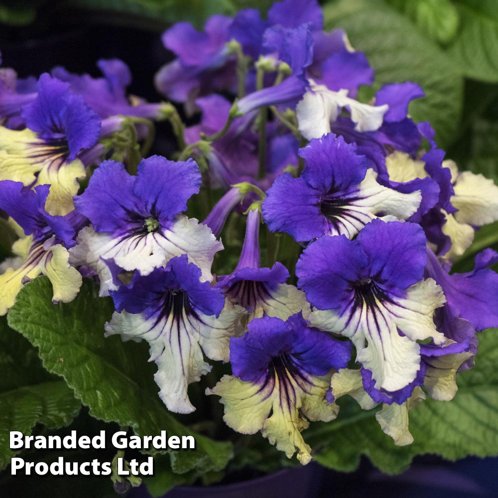 Streptocarpus Harlequin Purple Price Comparisons | Compare The Build