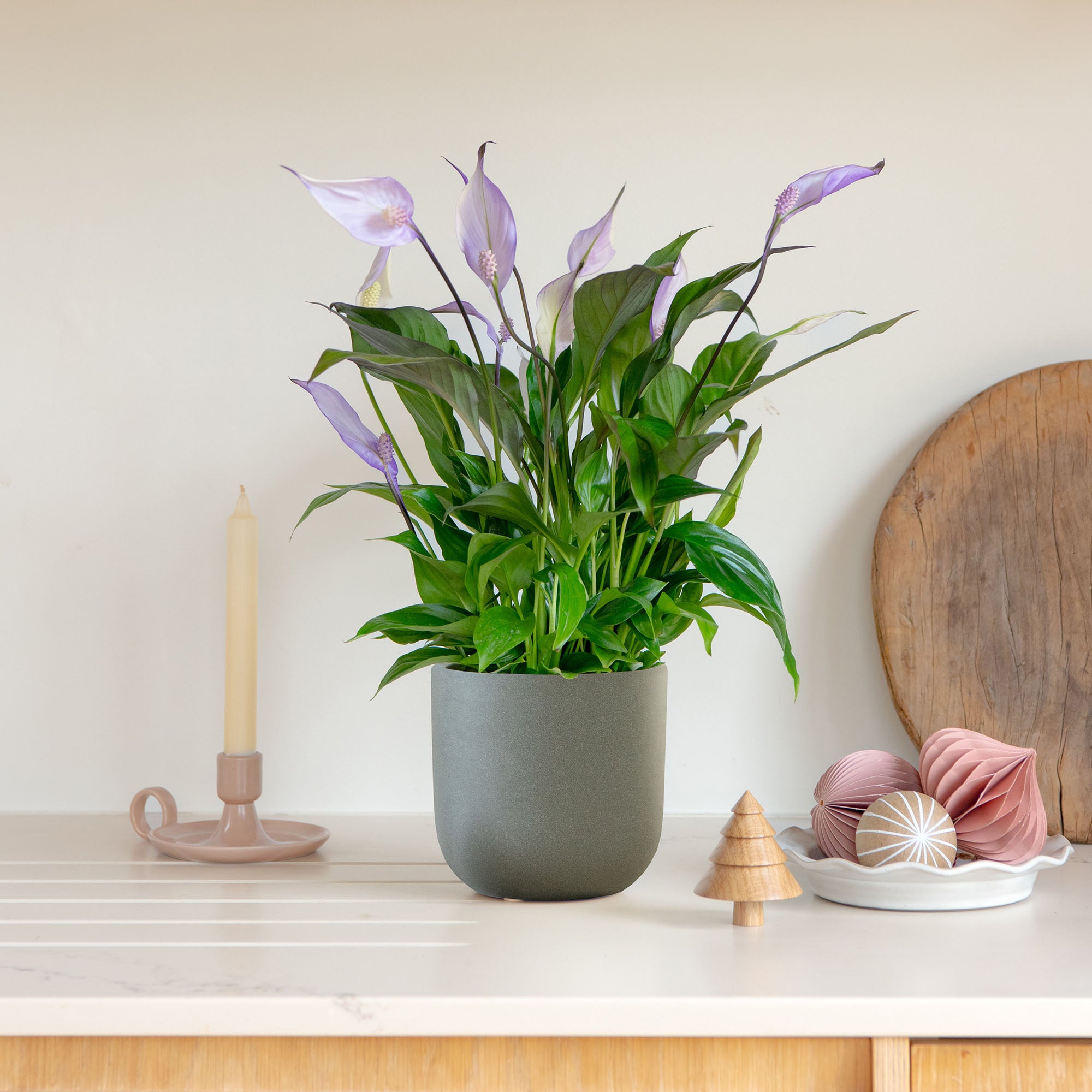 Lilac Peace Lily House Plant in Earthenware Pot Earthenware Dark Grey Price Comparisons | Compare The Build