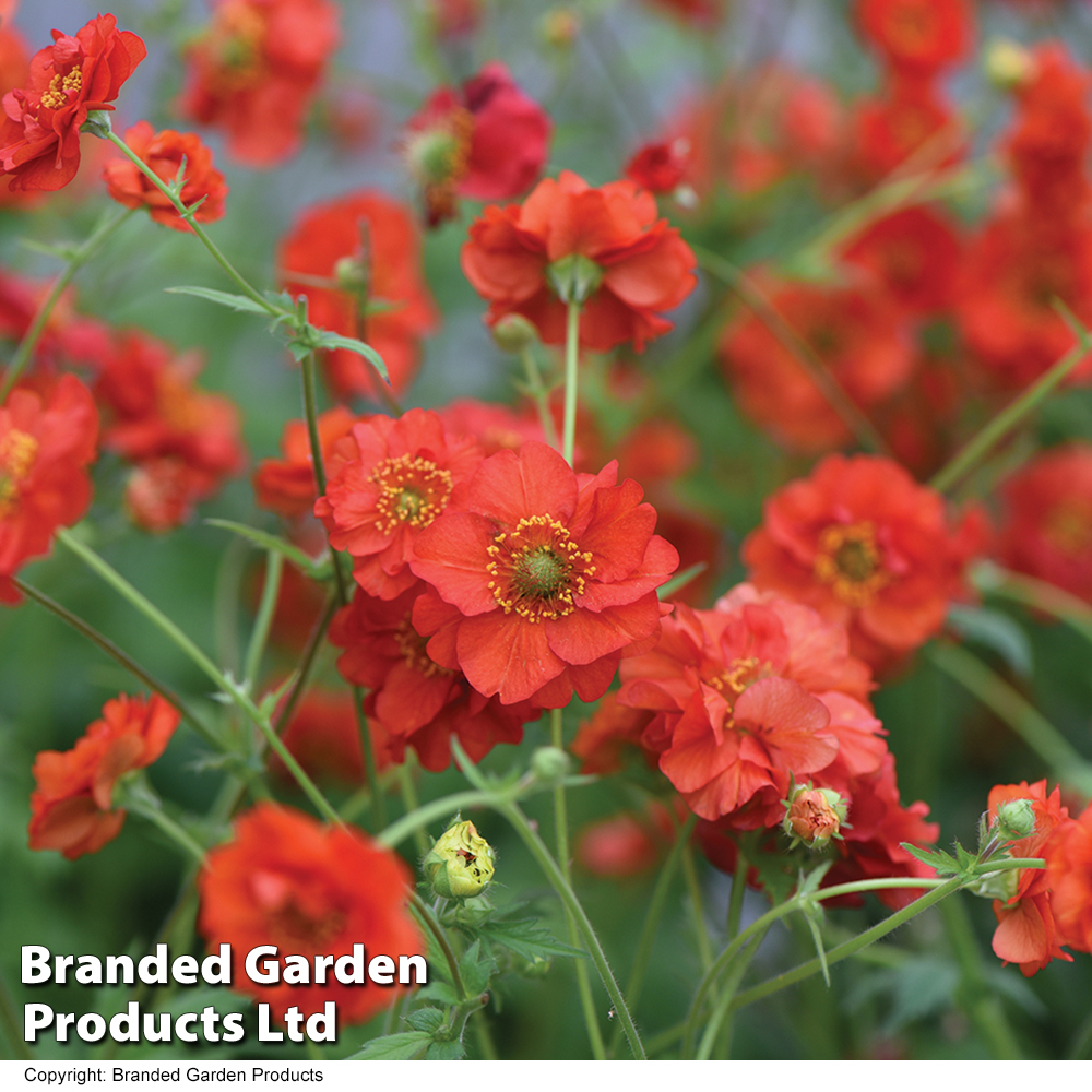 Geum flore plena 'Blazing Sunset' - Kew Flowerhouse Collection Price Comparisons | Compare The Build