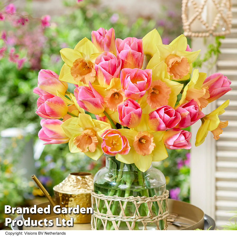 Daffodil & Tulip 'Tom Pouce Collection' Price Comparisons | Compare The Build