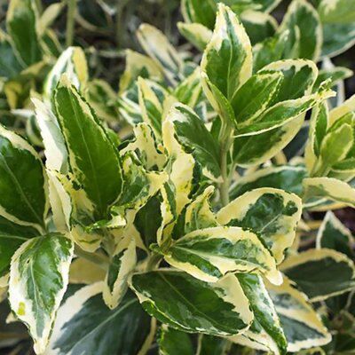 Euonymus Price Comparisons | Compare The Build