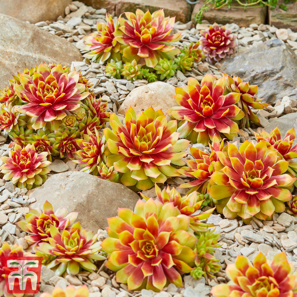 Sempervivum 'Chick Charms&reg; Gold Nugget' Price Comparisons | Compare The Build