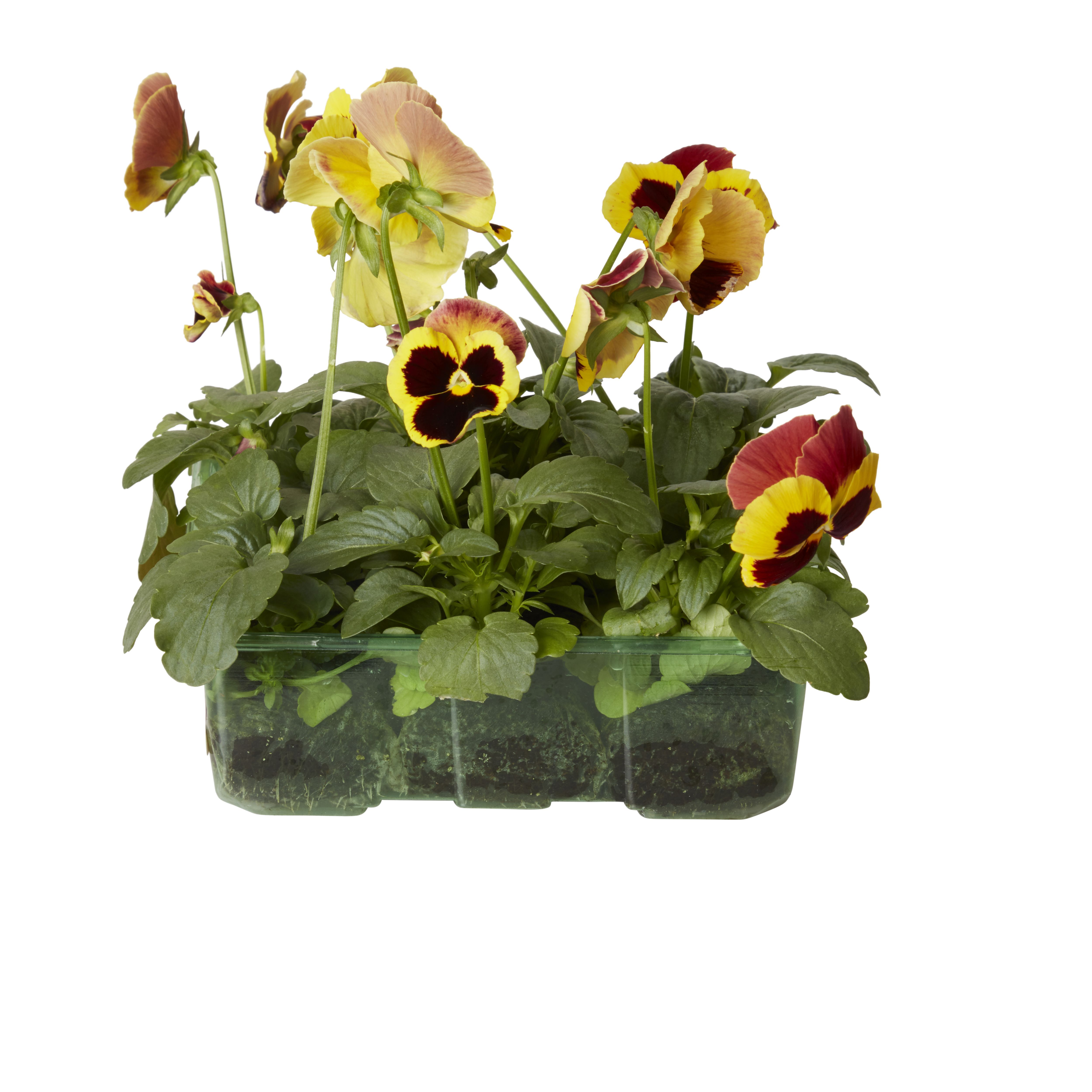 Verve 9 Cell Pansy & Viola Autumn Bedding Plant, Pack Of 4 Price Comparisons | Compare The Build