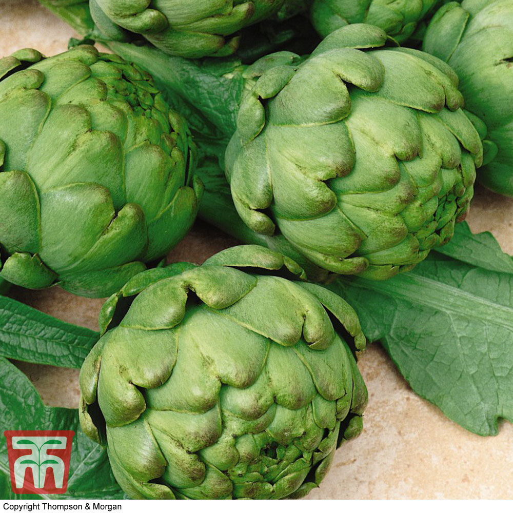 Artichoke 'Imperial Star' - Seeds Price Comparisons | Compare The Build