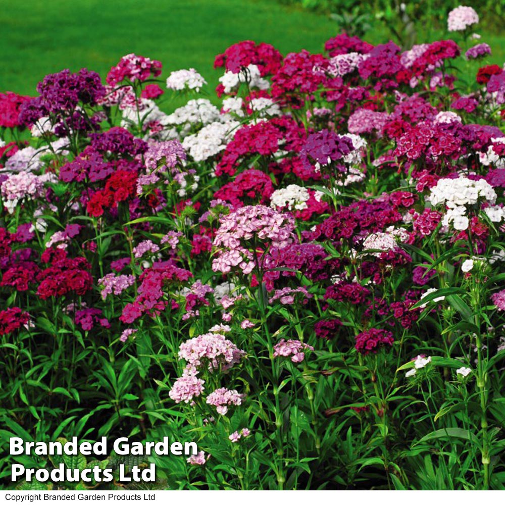 Dianthus barbatus 'Sweet Mixed' Price Comparisons | Compare The Build