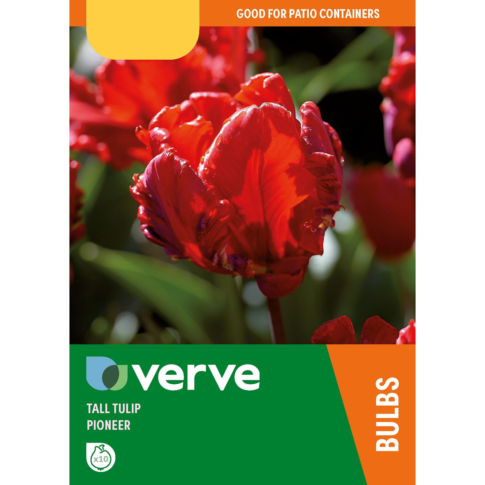 Verve Tall Tulip Pionier Flower Bulb, Pack Of 10 Price Comparisons | Compare The Build