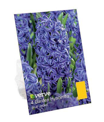 Verve Flower Bulb, Pack Price Comparisons | Compare The Build